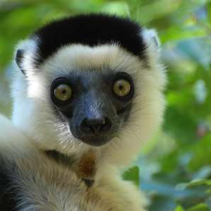 Madagaskar_ja_Komorit/Madagaskar-lemur-04b