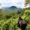 UUTUUS: Ruandan ja Ugandan kiertomatka  Gorillojen mailla